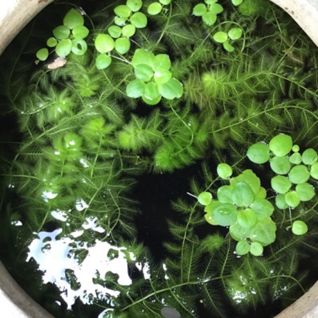 Rong mềm (3 nhánh)