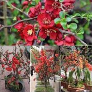 5h hạt giống hoa mai lùn đỏ trồng chậu phong thủy hạt mới dễ nảy mầm