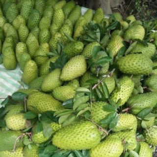 Trà mãng cầu ( 0,5kg)
