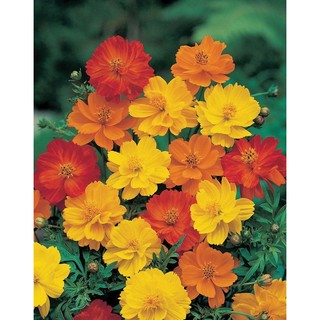 HẠT GIỐNG HOA CÚC SAO NHÁI VÀNG CAM MIX