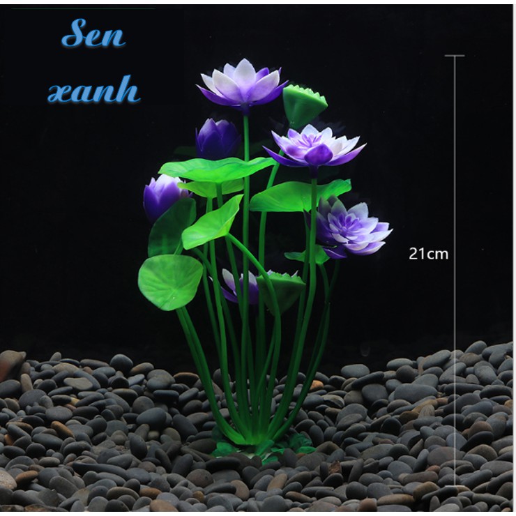 Cây thủy sinh Sen cảnh trang trí bể cá, tép Betta Guppy