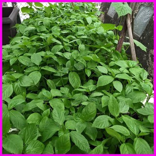 10GR - HẠT GIỐNG RAU ĐAY