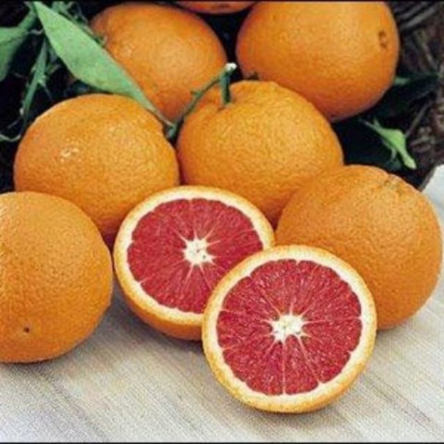 Cây cam cara ruột đỏ không hạt .