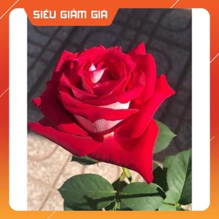 Hoa hồng ngoại thân tree monica rose siêu đẹp bông to-hoangoaimelinh Gía Rẻ Gía Rẻ