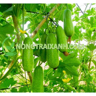 50h - hạt giống bí đao xanh cao sản