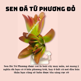 SEN ĐÁ TỨ PHƯƠNG ĐỎ, SIZE MINI 3-6CM