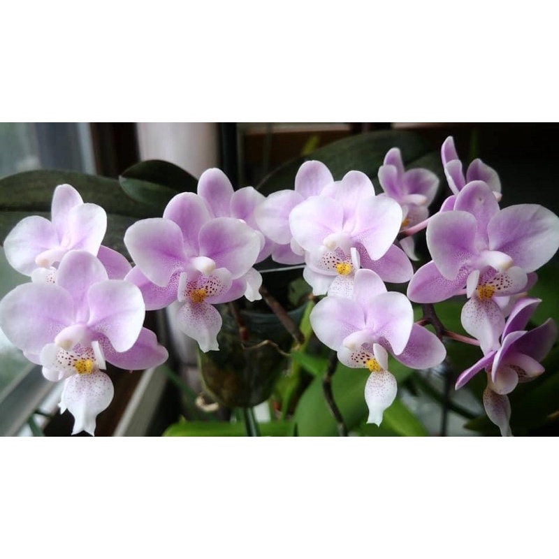 hồ điệp anh đào hoa thơm nhẹ