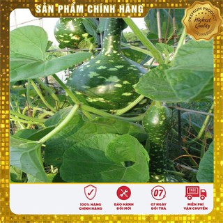 Hạt giống Bầu Thiên Nga 5 Hạt