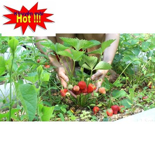 Hạt giống Dâu tây Đỏ QUẢ SIÊU TO và NĂNG SUẤT 100 Hạt HOA RAU TRỒNG KỊP TẾT