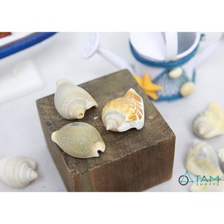 Bịch 200gr vỏ ốc biển trang trí VOOC-03