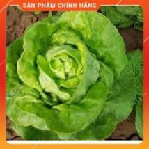 hạt giống xà lách đăm cao sản