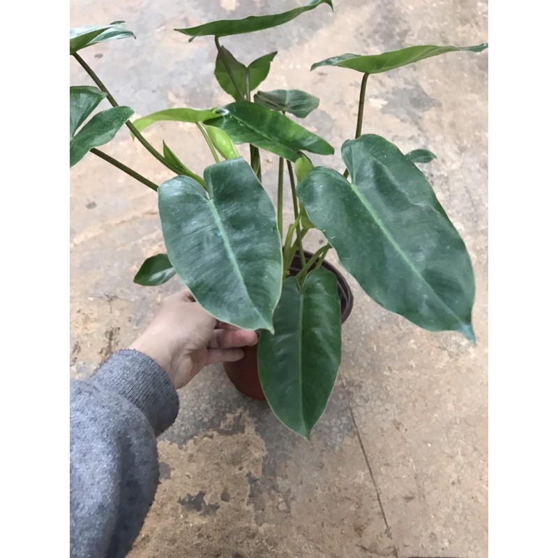 Trầu bà tỷ phú - Philodendron burle marx