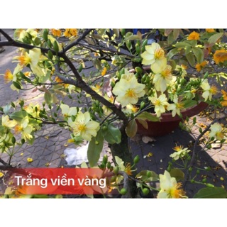 Hoa mai trắng viền vàng_cây ghép