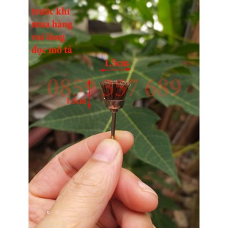 bàn chải đuôi ngựa
