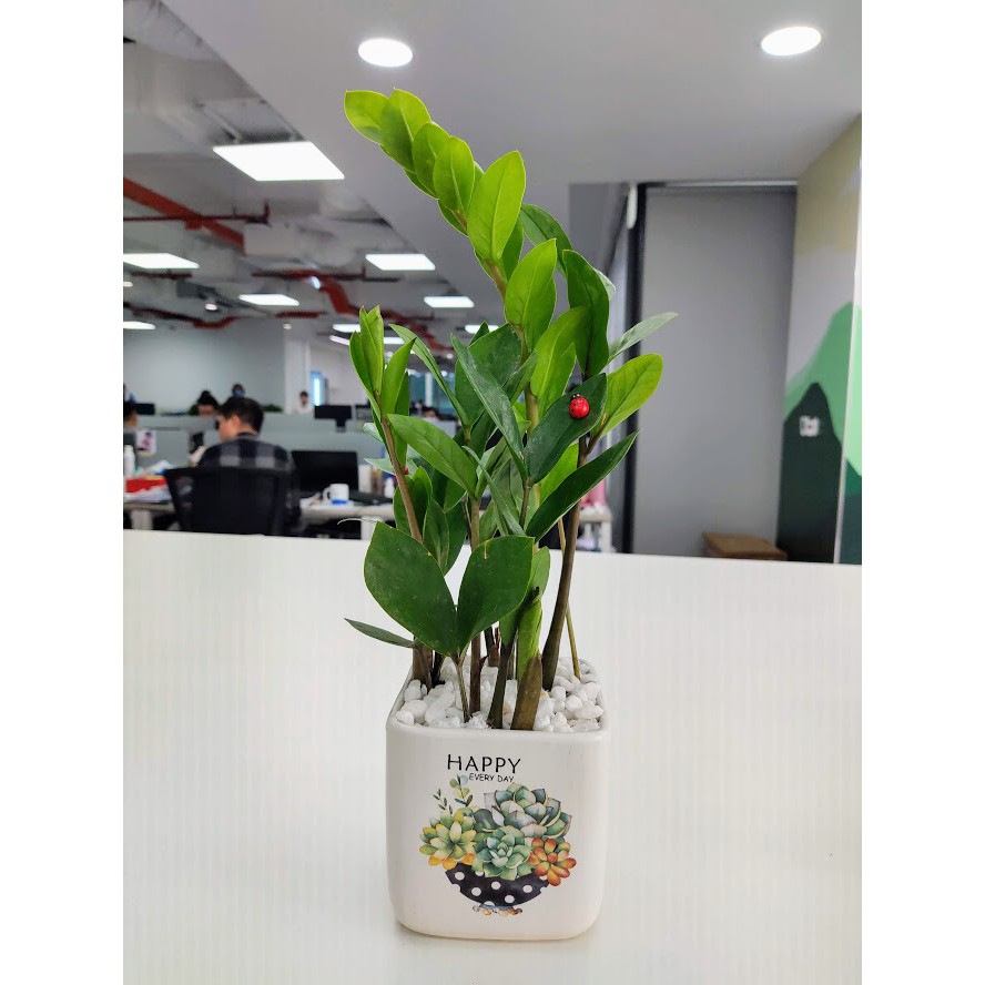 Cây Kim Tiền để bàn (cây Kim Phát Tài)