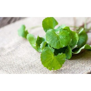 BỘT RAU MÁ HANDMADE NHÀ BỘT