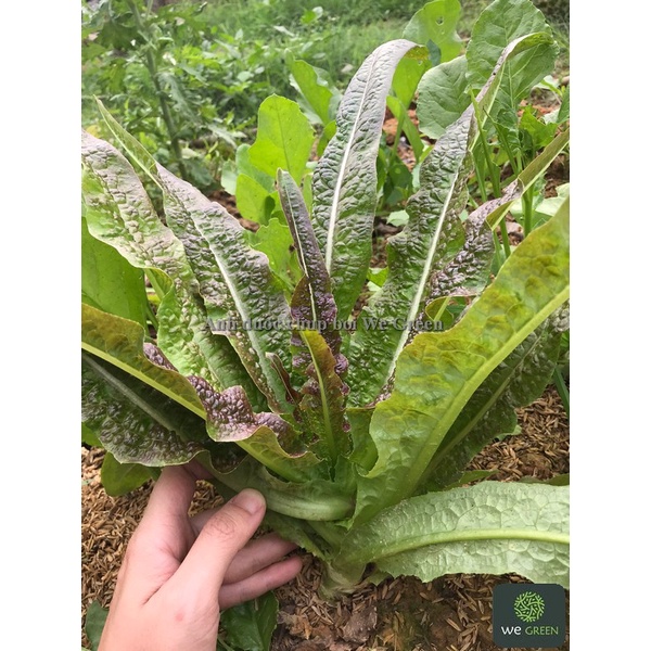 5g Hạt giống Rau Diếp Thơm  dễ trồng quanh năm, thơm ngon, được ăn sau 30 ngày