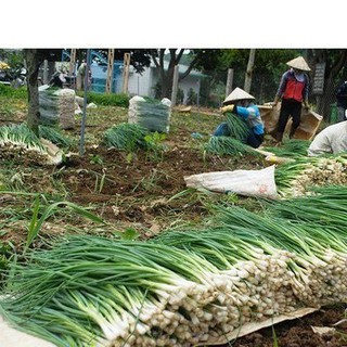 2Gr Hạt Giống Hành Hương