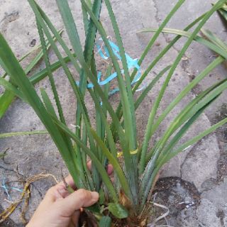 Kiếm đỏ mỹ lai kiếm đỏ thái