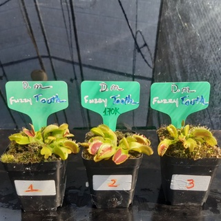 Cây Bẫy Kẹp- Venus flytrap Dionaea muscipula 'FuzzyTooth' tại HT-Exotic Garden