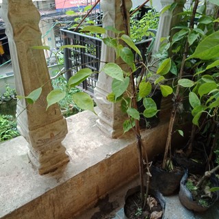 Cây chùm ớt,  Cây rạng đông