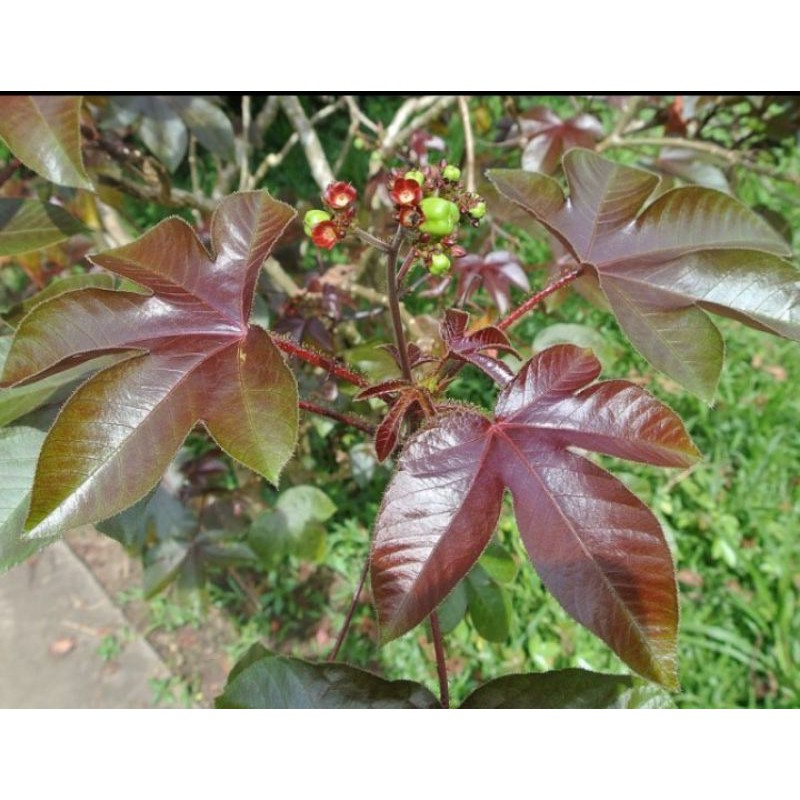 CÂY DẦU MÈ TÍA
