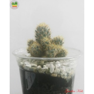 Xương rồng nhện vàng (Mammillaria Prolifera)