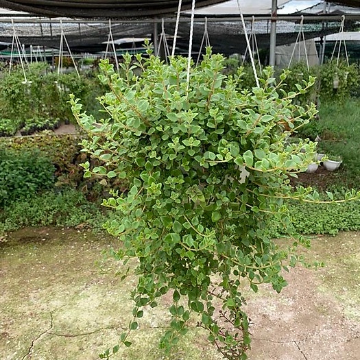Cây vảy rồng rủ chậu treo, Độ dài ngọn 25cm lá có mùi thơm dễ chịu phủ xanh cực tốt sức sống cực khỏe, deco quán cafe