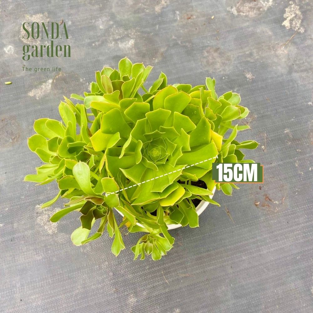 Sen đá aeo xanh SONDA GARDEN size khổng lồ 15cm, xuất xứ Đà Lạt, khoẻ đẹp, lỗi 1 đổi 1