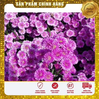 Bộ gói hạt giống Cúc Thạch thảo hồng