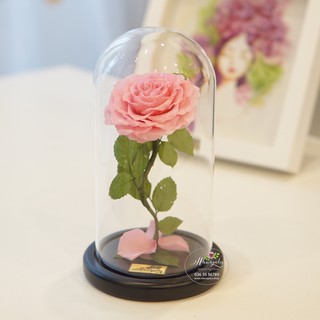 Hoa hồng bất tử IKE