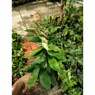 Chậu Mai Trắng ( bạch mai )
