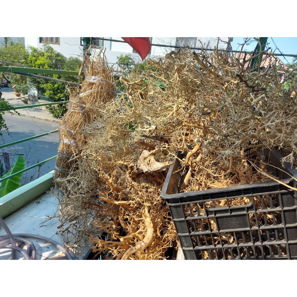 Lũa xương trùm, tán quýt dùng để tạo lũa dáng bonsai cho Bể Thuỷ Sinh, Bể Cá - 100g