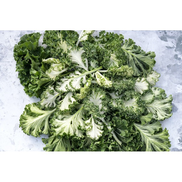 [Hạt giống Mỹ]  Hạt giống cải kale thủy tinh Casper - tỷ lệ nảy mầm 95%