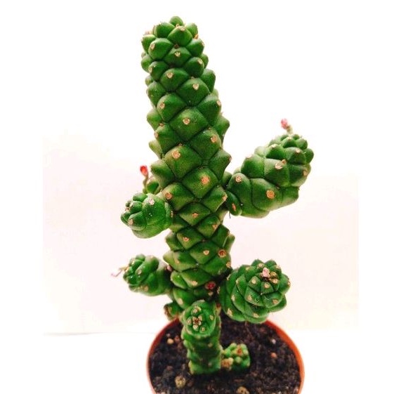 Xương rồng euphoria