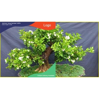 Chậu cây nguyệt quế lùn bonsai