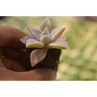 sen đá đá hồng mini 2-4cm