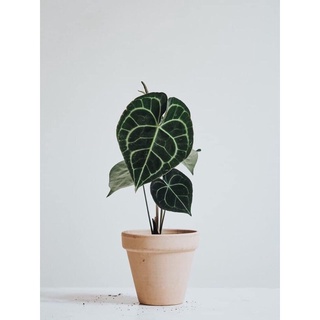 Cây kiểng lá tim, ANTHURIUM CLARINERVIUM