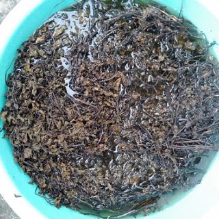 Lá thạch đen (2kg)