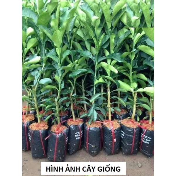 Cây giống Bưởi Đoan Hùng, Cây giống đặc sản mang lại hiệu quả kinh tế cao, giống khỏe chịu sâu bệnh tốt