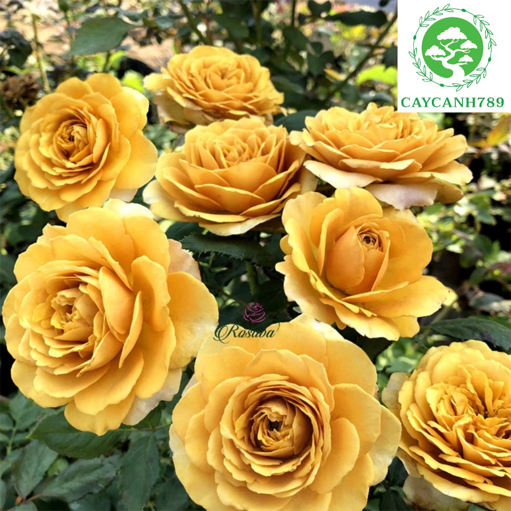 Cây hoa hồng Vàng Đồng trưởng thành cao 70cm (Ảnh thật số 2)