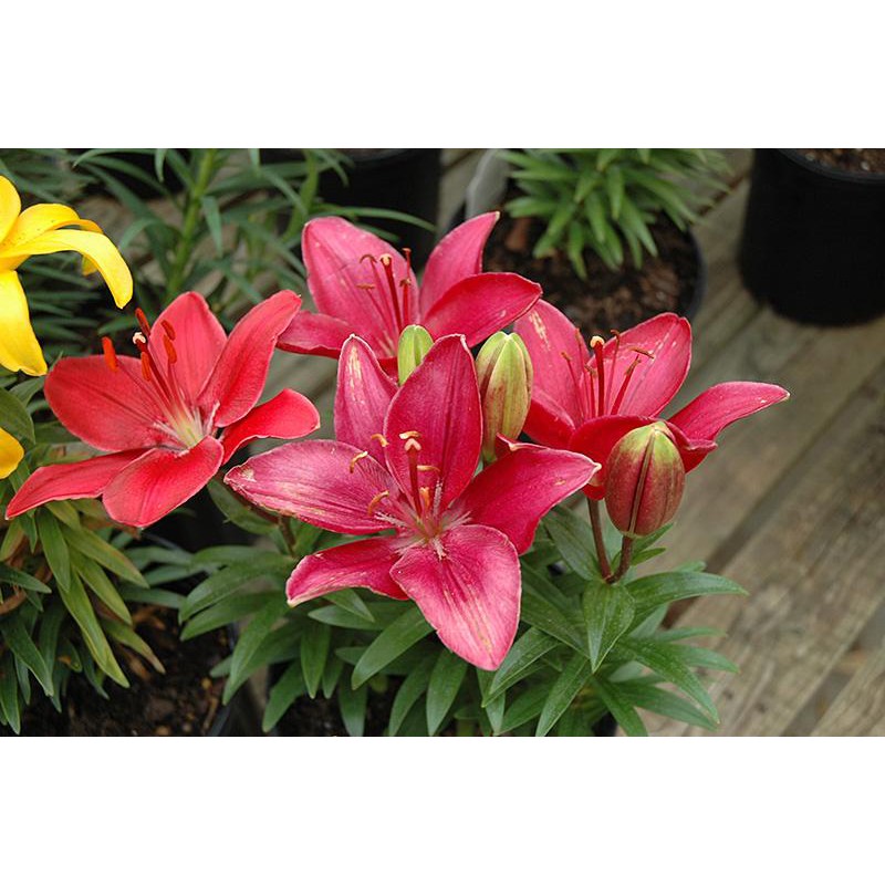 CỦ HOA LY LÙN MÀU HỒNG