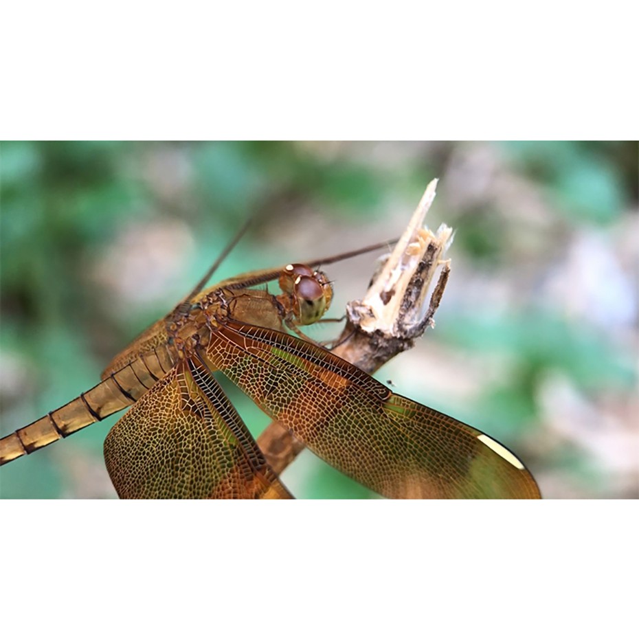 ULANZI 75MM MACRO LENS - Lens Dành Cho Điện Thoại - Hàng Chính Hãng