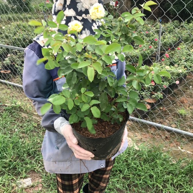 Bầu nhỡ hoa hồng ngoại