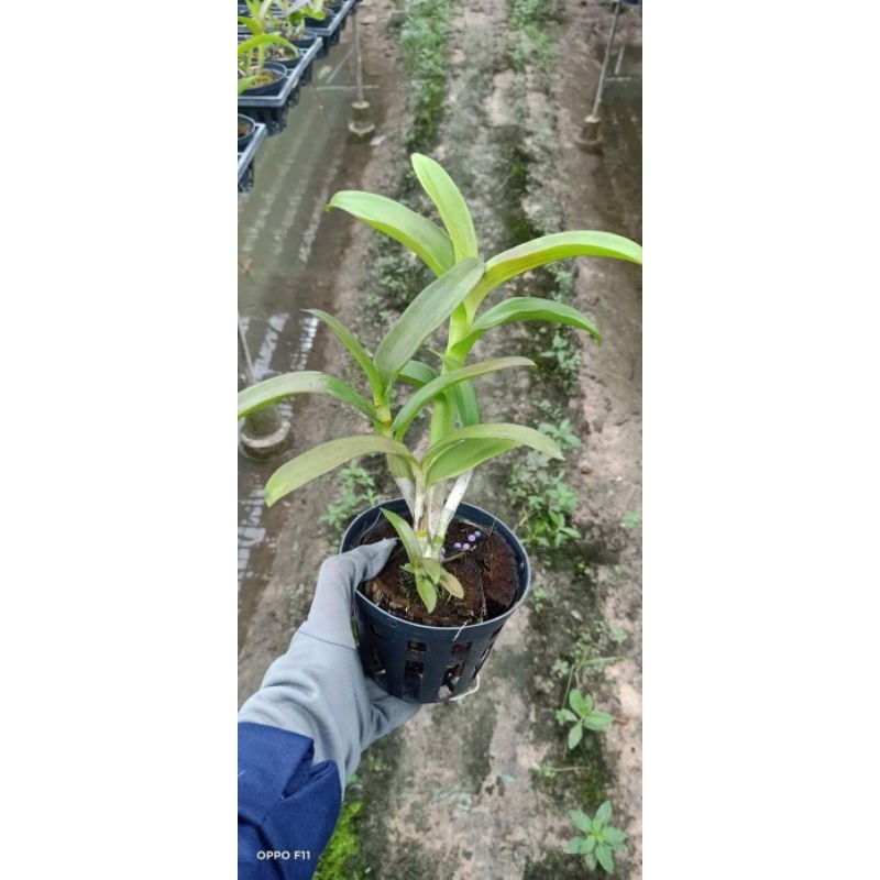 Hoa Lan Dendro màu đen ngọc trai cây tơ