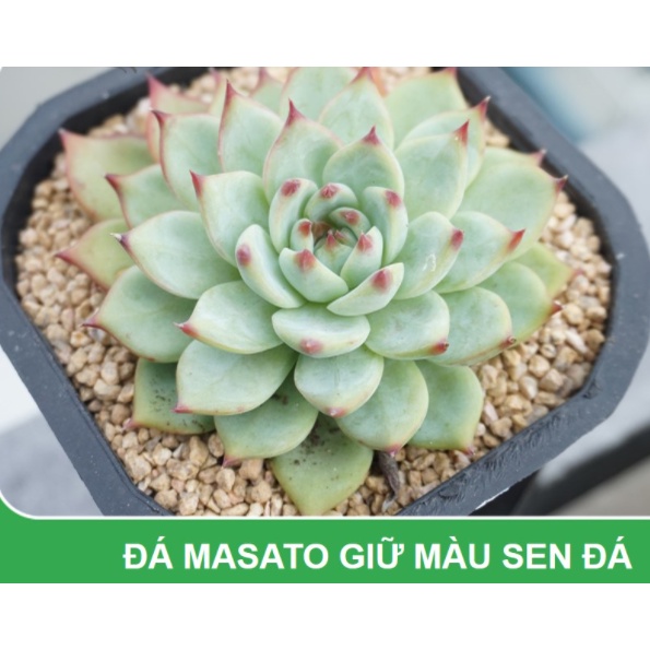 Đá Maifan  size 3-6mm , dùng rải mặt chậu giữ màu sen đá, xương rồng, cung cấp chất khoáng,