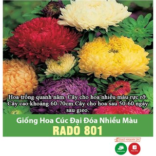 Hạt Giống Hoa Cúc Đại Đóa Nhiều Màu Dễ Trồng, Hoa To, Thân Cao 60-70cm, Gói 0.1 Gram