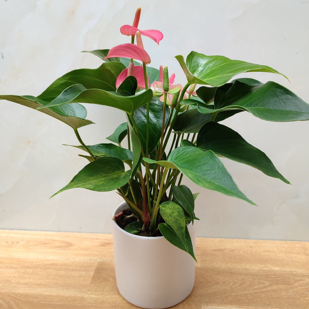 Cây hồng môn hồng hồng để bàn dễ chăm sóc