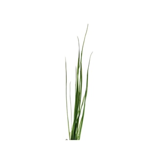 Vallisneria nana - cây cỏ cọp - cây trang trí