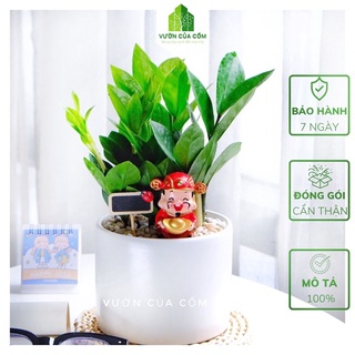Chậu cây tiểu cảnh cây kim tiền để bàn kết hợp cùng chậu sứ trắng để bàn và ông thần tài . Món quà tặng ý nghĩa .